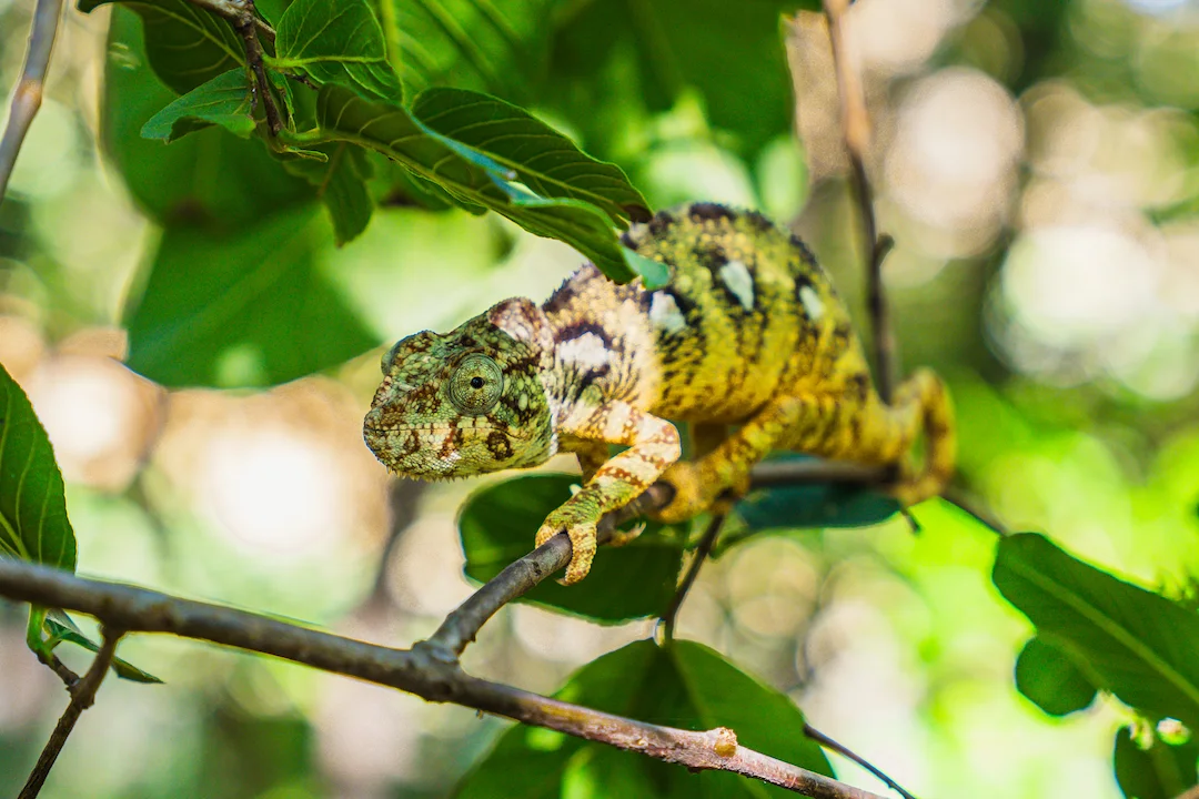 Een kameleon met groene, gele en bruine patronen gaat op in zijn omgeving terwijl hij langs een boomtak klimt te midden van groene bladeren.