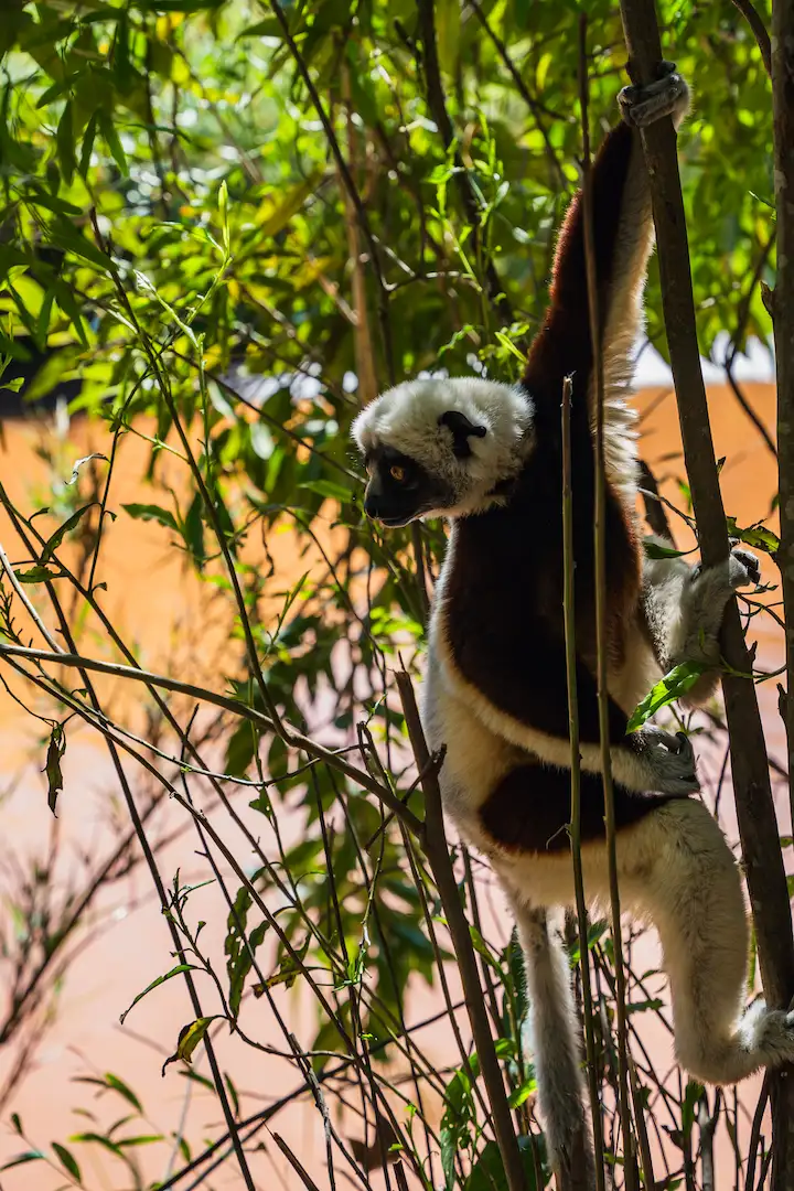 Een sifaka-lemuur met een witte en bruine vacht hangt met één arm aan een boomtak, omringd door weelderig groen gebladerte, terwijl het zonlicht door de bladeren schijnt.
