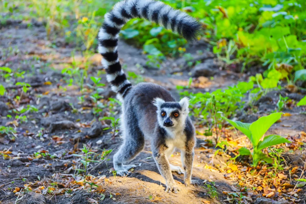 Lemuren & wildlife spotten in Madagaskar