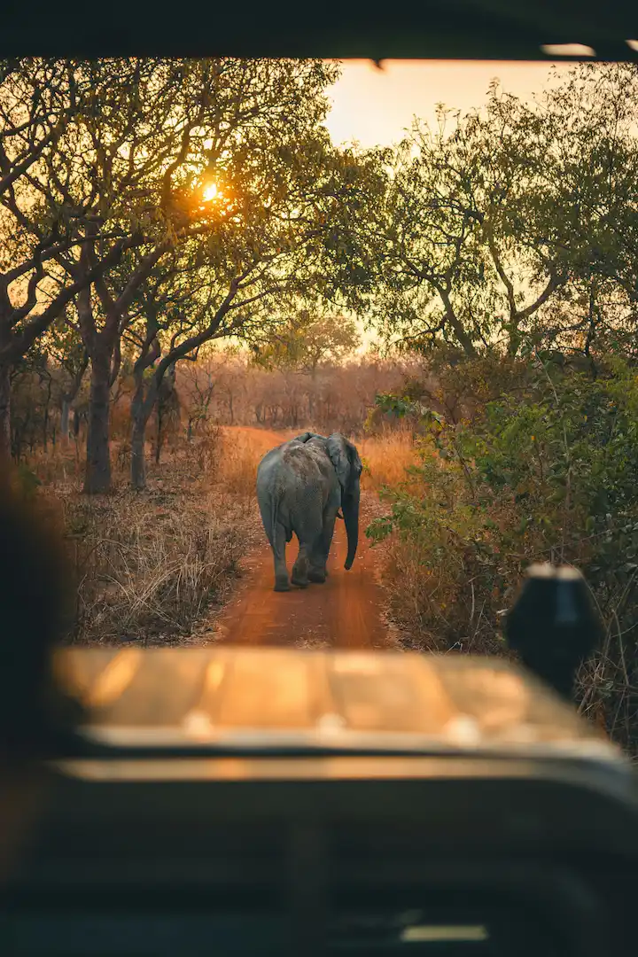 Een olifant loopt over een zandpad in een zonovergoten bos, gezien vanuit een safarivoertuig, met bomen en droog gras aan weerszijden tijdens een rondreis in Ghana