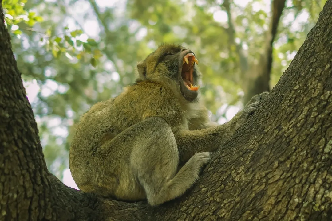Een aap zit op een boomtak met zijn bek wijd open; het lijkt alsof hij gaapt of roept, omringd door groene bladeren en zonlicht dat door de bomen schijnt.