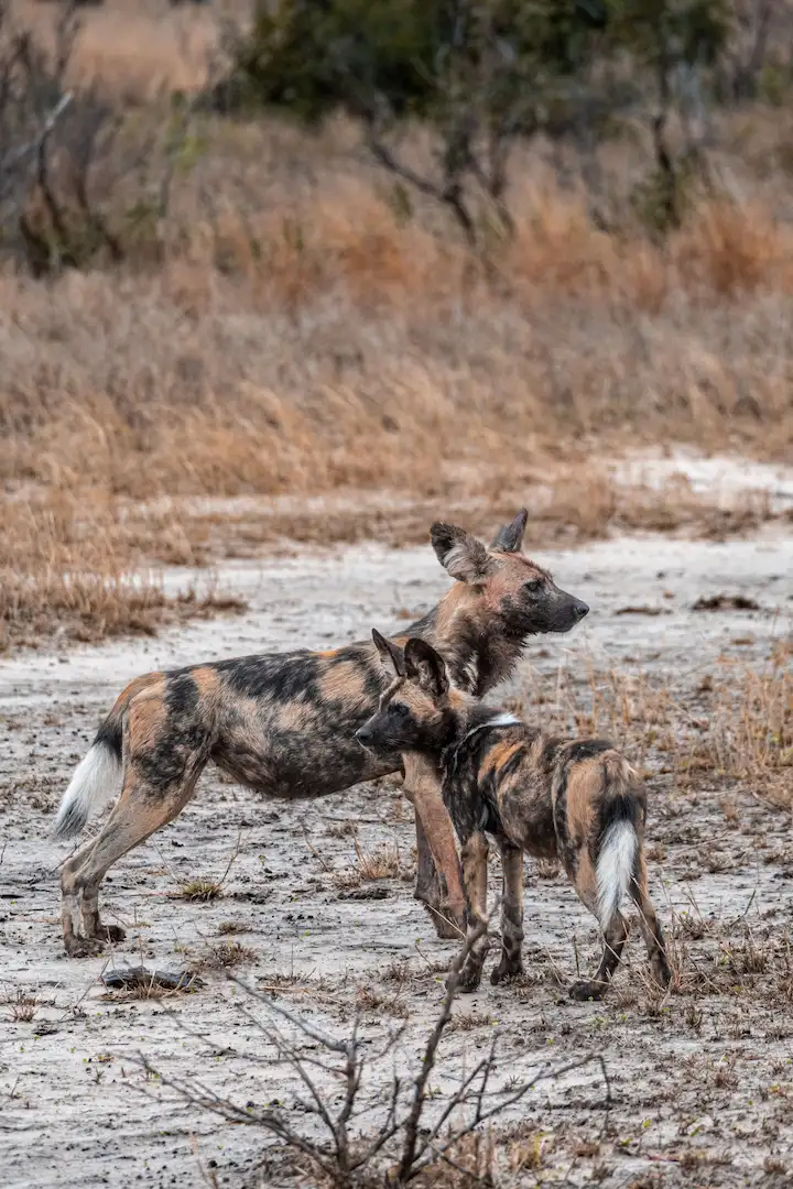 Twee Afrikaanse wilde honden staan dicht bij elkaar op een zandvlakte in een droog grasland; tussen de schaarse begroeiing zijn een volwassen hond en een jongere hond te zien.