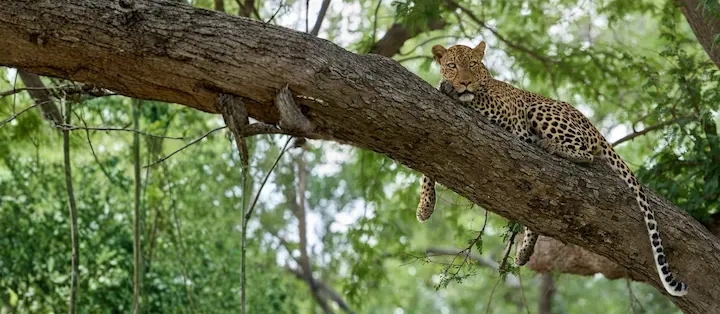 2 Wochen Ost-Sambia: Von der Wildnis bis zu den Feuchtgebieten