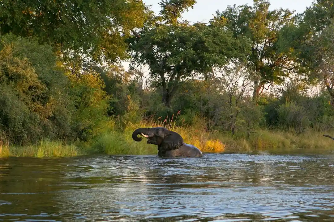 Op een zonnige dag staat een olifant gedeeltelijk ondergedompeld in een rivier, omringd door groene bomen en struiken.