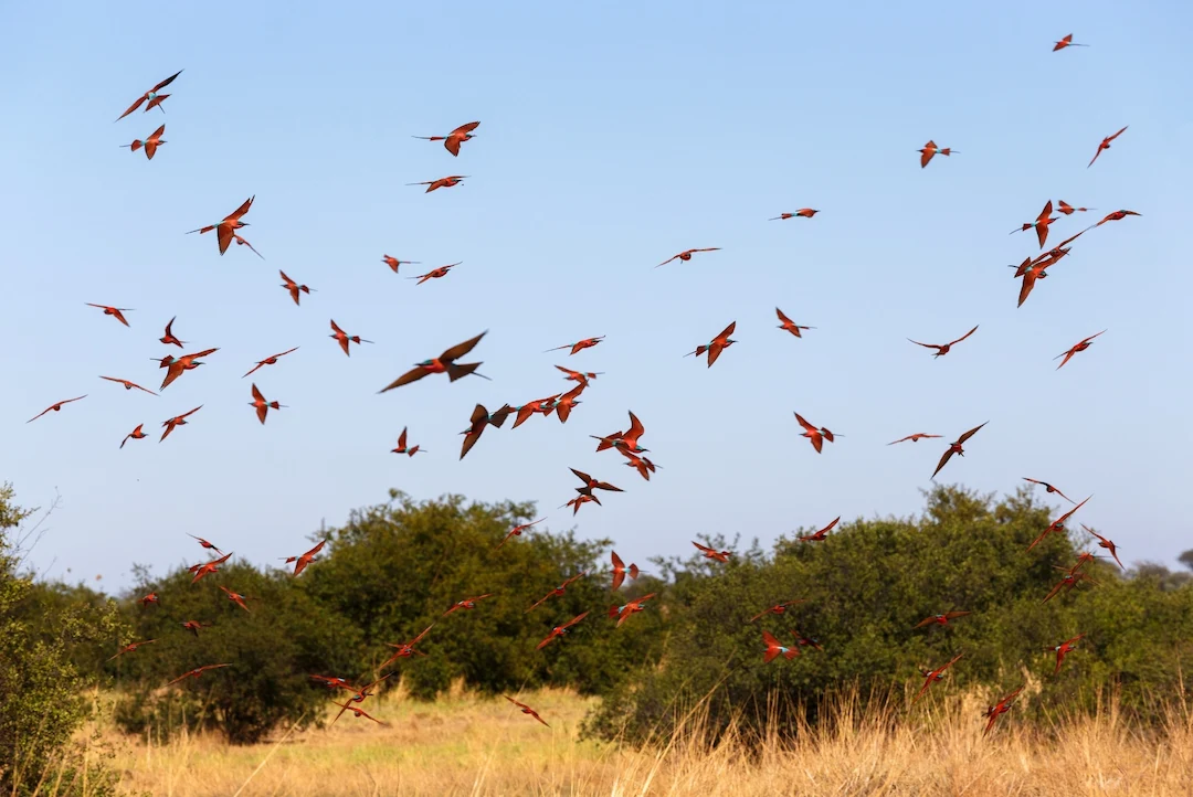 Een zwerm rode vogels vliegt boven grasvelden en groene struiken onder een helderblauwe hemel.