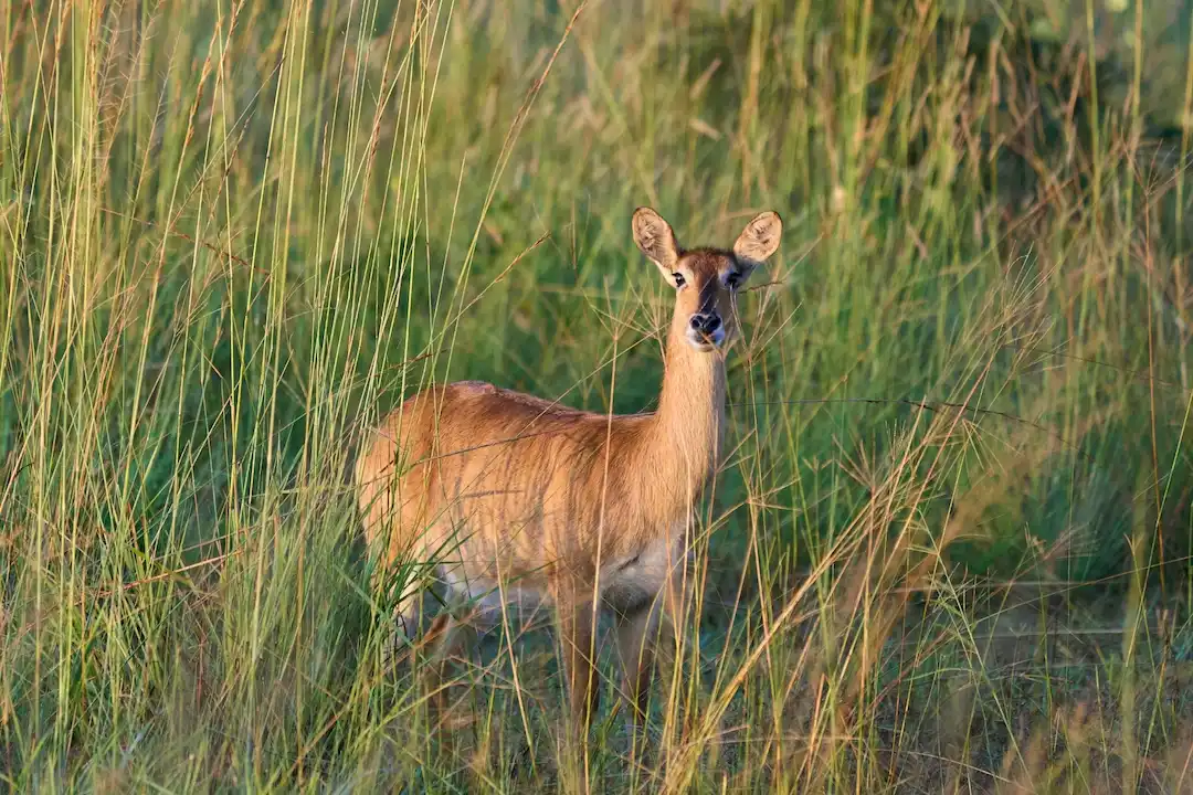 Een hert met lichtbruine vacht staat alert in het hoge groene gras en kijkt naar de camera. Het gras verbergt zijn poten gedeeltelijk, waardoor het dier opgaat in zijn natuurlijke omgeving.