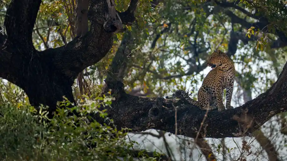 South Luangwa & Luangwa Valley