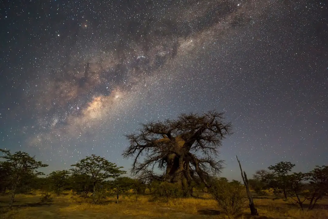 Een grote baobab staat onder een heldere nachtelijke hemel vol sterren en de Melkweg, in een droog, met gras begroeid landschap met hier en daar wat struiken.