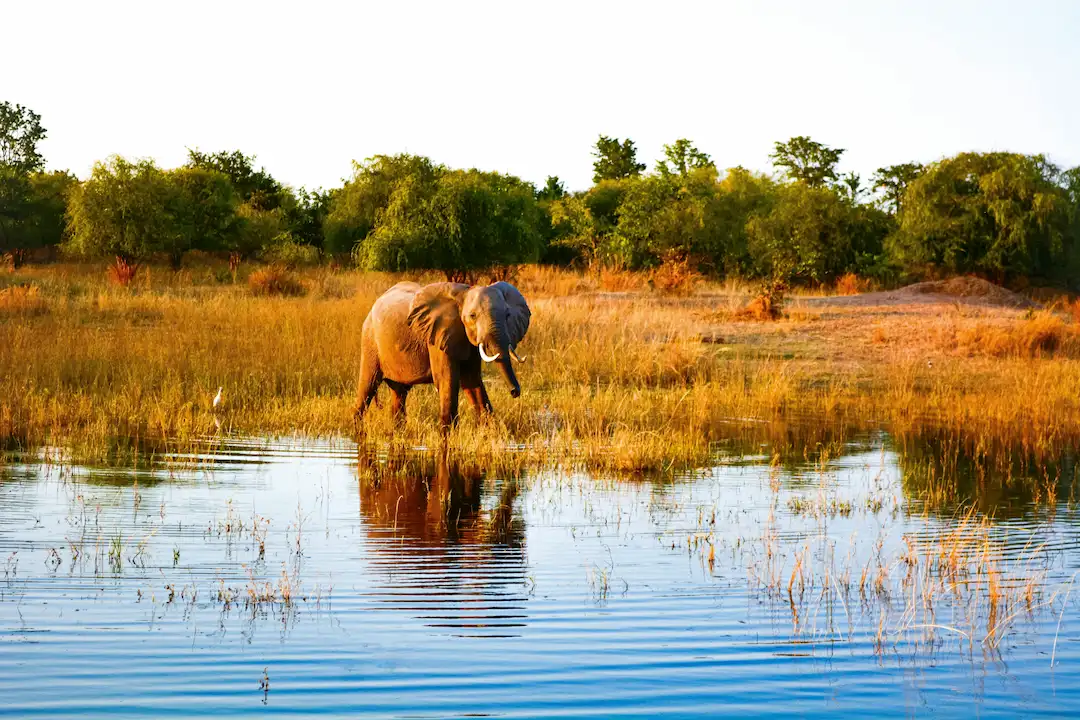 Een olifant loopt door ondiep water in een met gras begroeide savanne, met op de achtergrond groene bomen en een heldere hemel, die weerspiegelen in het blauwe water.