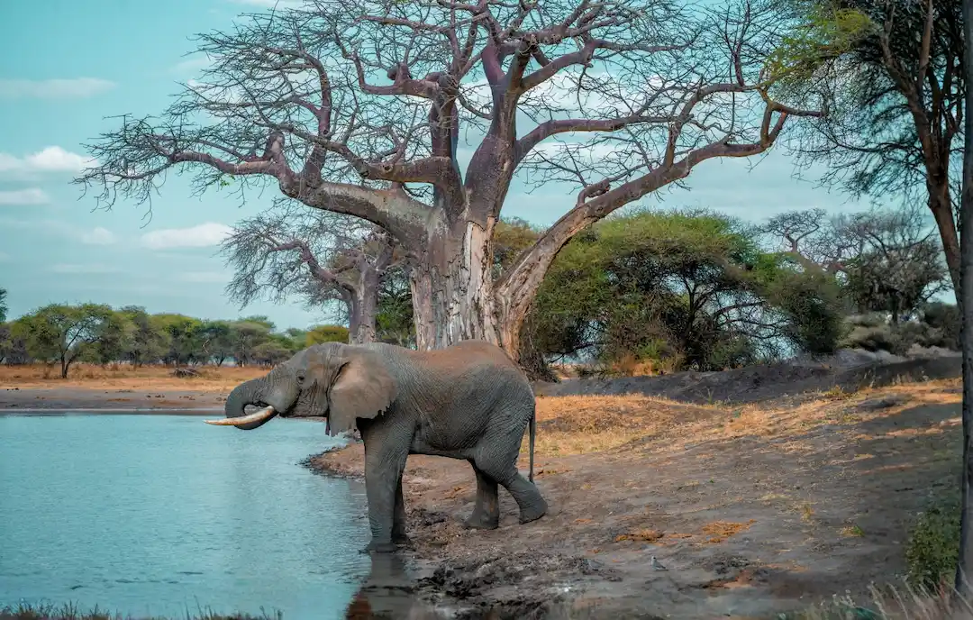 Een olifant staat aan de rand van een waterpoel te drinken, met op de achtergrond grote bomen en droog gras onder een blauwe hemel.