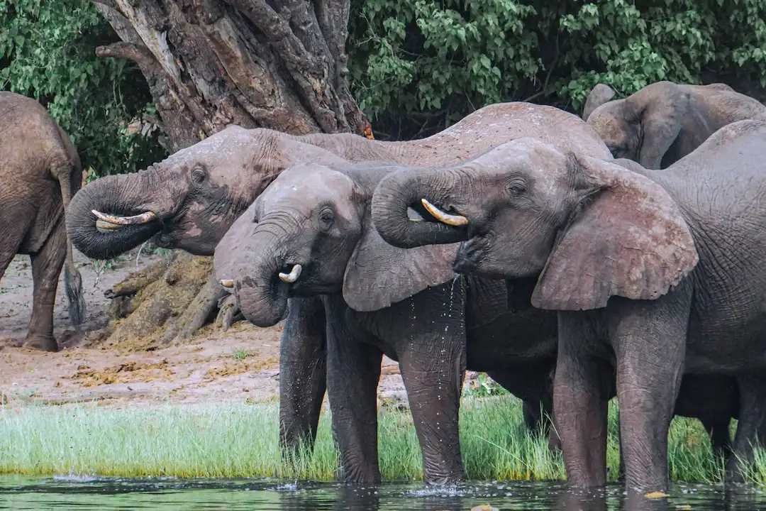 Drie olifanten met zichtbare slagtanden staan bij elkaar bij het water en gebruiken hun slurf om te drinken. Een grote boom en groen gebladerte vormen een natuurlijke achtergrond.