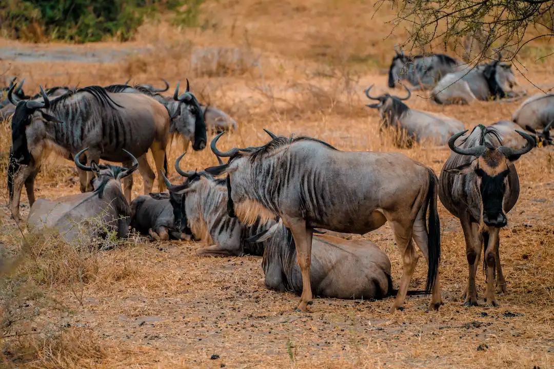Een groep gnoes staat en rust op droog, bruin gras in een savannelandschap; sommige liggen neer, terwijl andere alert staan. Op de achtergrond zijn hier en daar struiken te zien.