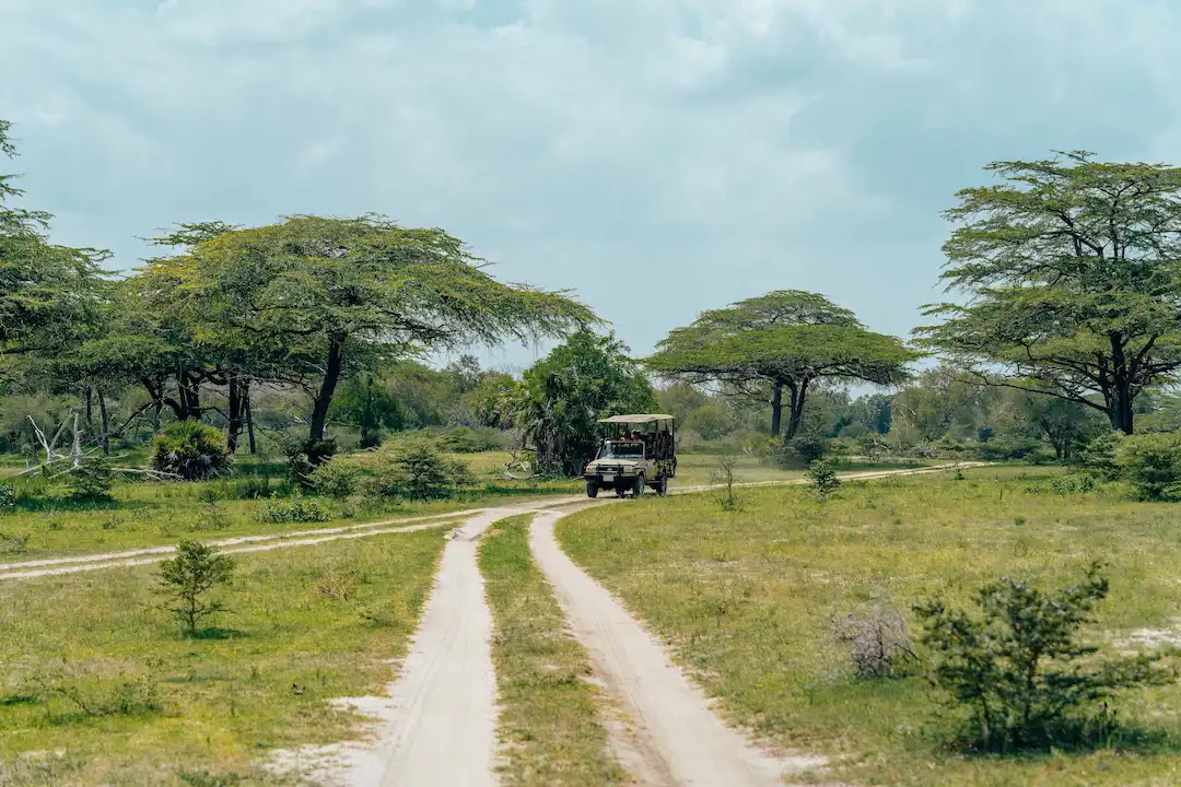 Een safarivoertuig rijdt over een onverharde weg door groen gras en langs verspreid staande acaciabomen onder een gedeeltelijk bewolkte hemel in een savannelandschap.