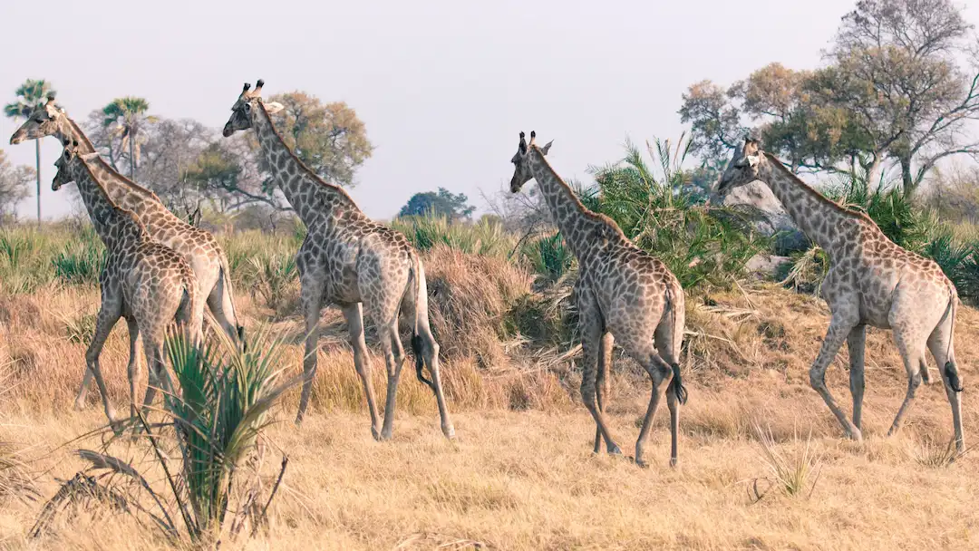 Vijf giraffen lopen samen door droog gras en struiken in een savannelandschap, met hier en daar bomen en planten op de achtergrond onder een bleke hemel.