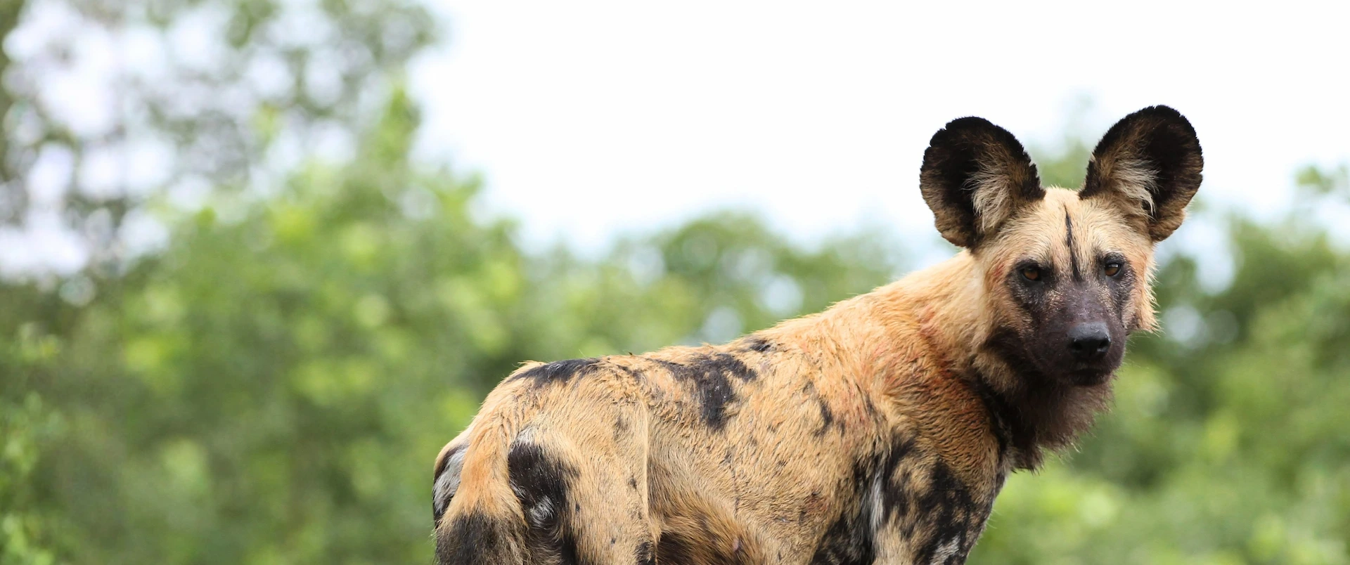 Een Afrikaanse wilde hond met grote oren en een gevlekte, bruin-zwarte vacht staat buiten en kijkt naar de camera, met wazig groen op de achtergrond.